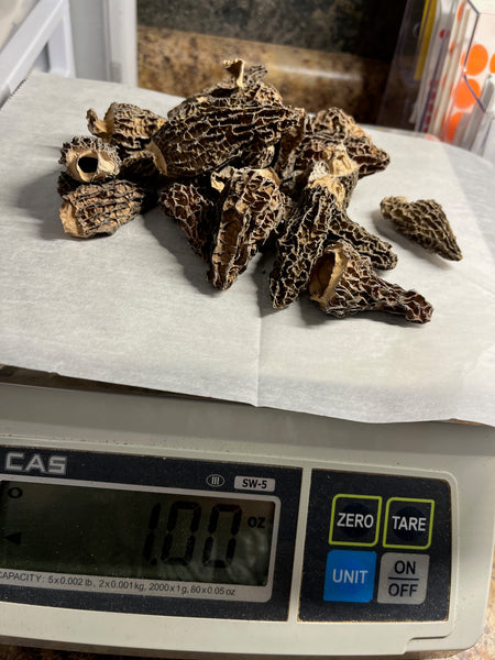 Morel Mushrooms
