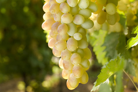 A-Premium White Balsamic Vinegar Condimento