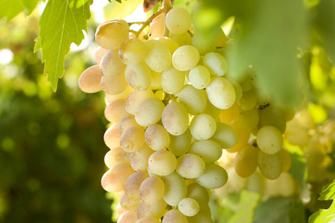 Ultra Premium Denissimo Balsamico Glaze