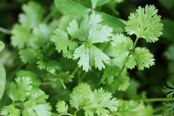 Cilantro & Roasted Onion Infused Olive Oil